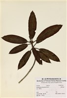 藏品(臺灣杜鵑)的圖片